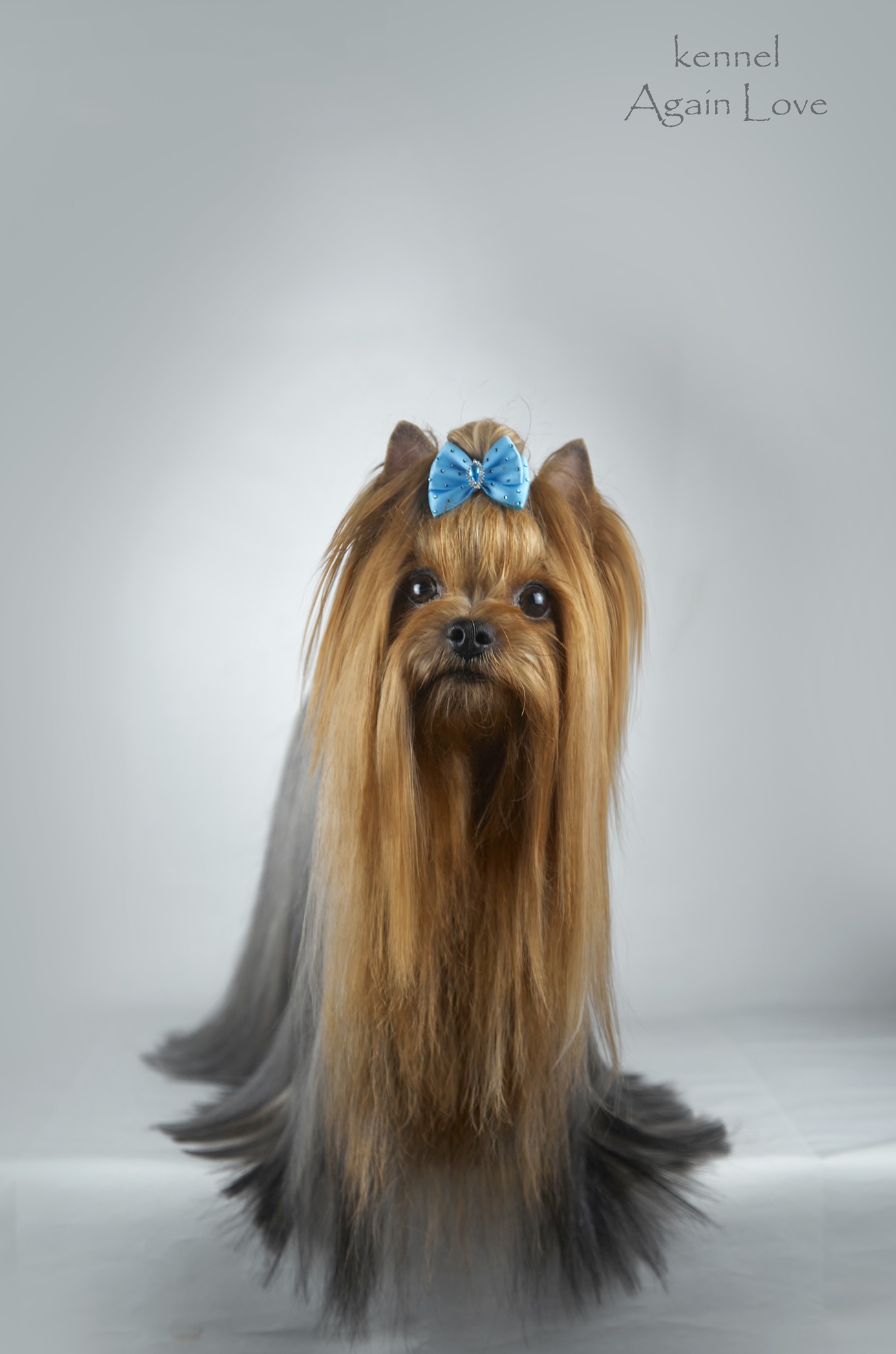 DIDZHEY OT SHARM-EL — Labaza DogPedigree YorkshireTerrier